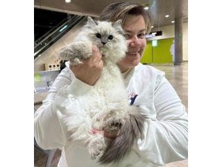siberian-kittens-who-are-we-small-0