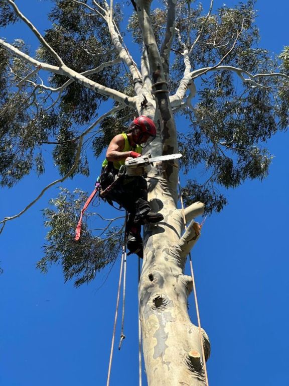 arborist-in-abbotsford-big-4