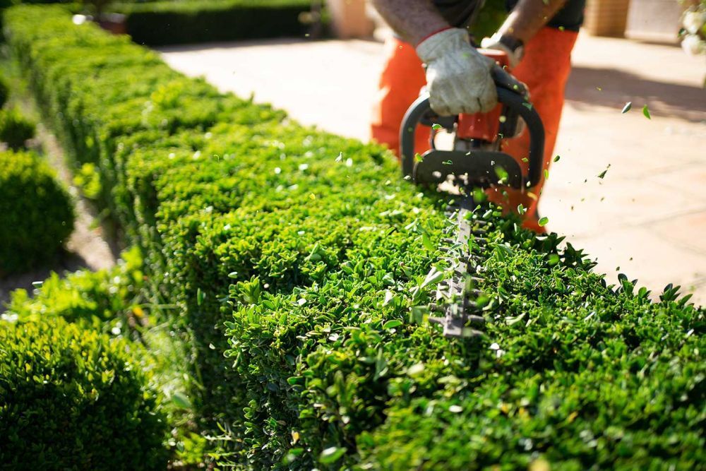 arborist-in-abbotsford-big-0