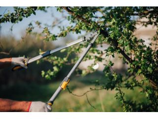arborist-in-abbotsford-small-1