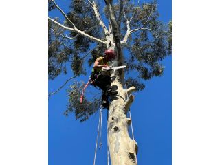 arborist-in-abbotsford-small-4