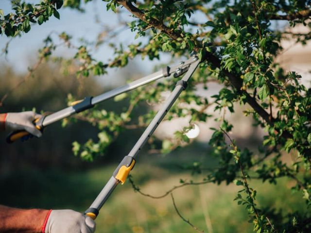 arborist-in-aintree