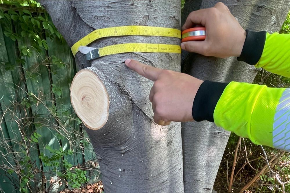 arborist-in-albanvale-big-2