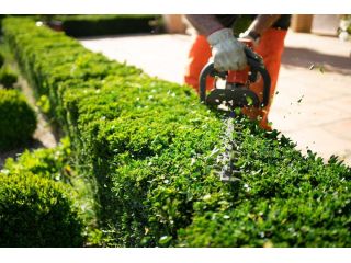 arborist-in-albanvale-small-4