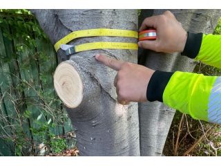 arborist-in-cranbourne-east-small-3