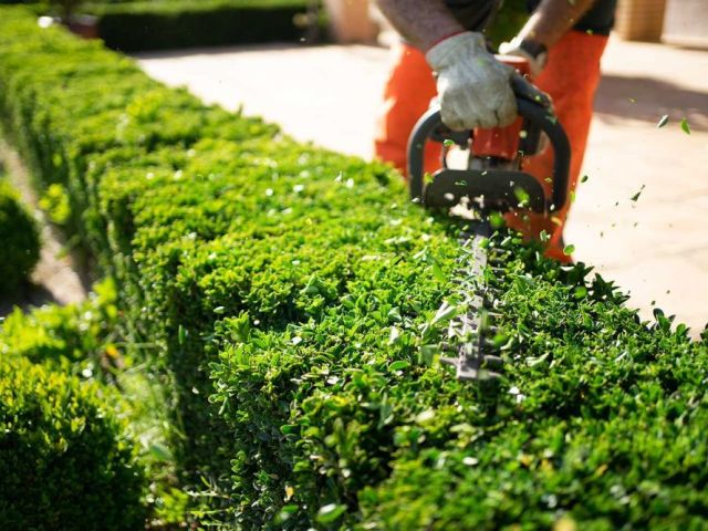 arborist-in-cranbourne-east