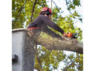 tree-removal-brisbane-tree-service-brisbane-small-0