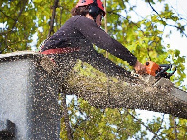 tree-removal-brisbane-tree-service-brisbane