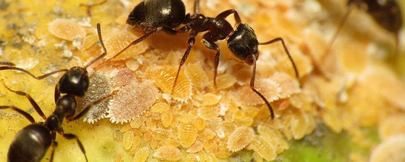 protect-your-property-with-lasting-ant-control-in-melbourne-big-0