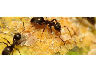 protect-your-property-with-lasting-ant-control-in-melbourne-small-0