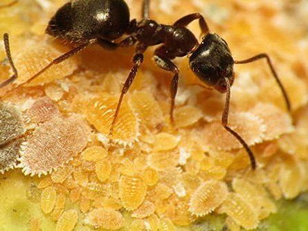 protect-your-property-with-lasting-ant-control-in-melbourne