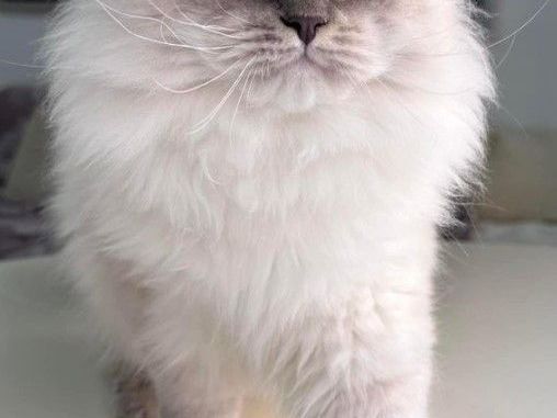 local-siberian-breeders-about-buzz