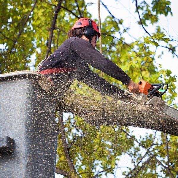 tree-services-sydney-big-0