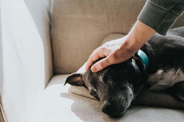 dog-euthanasia-cost-melbourne-big-0
