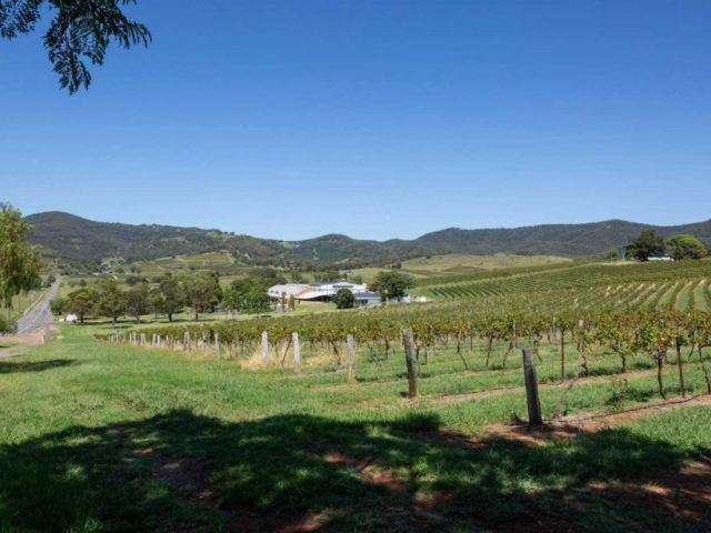 top-vineyards-in-hunter-valley-to-explore-today