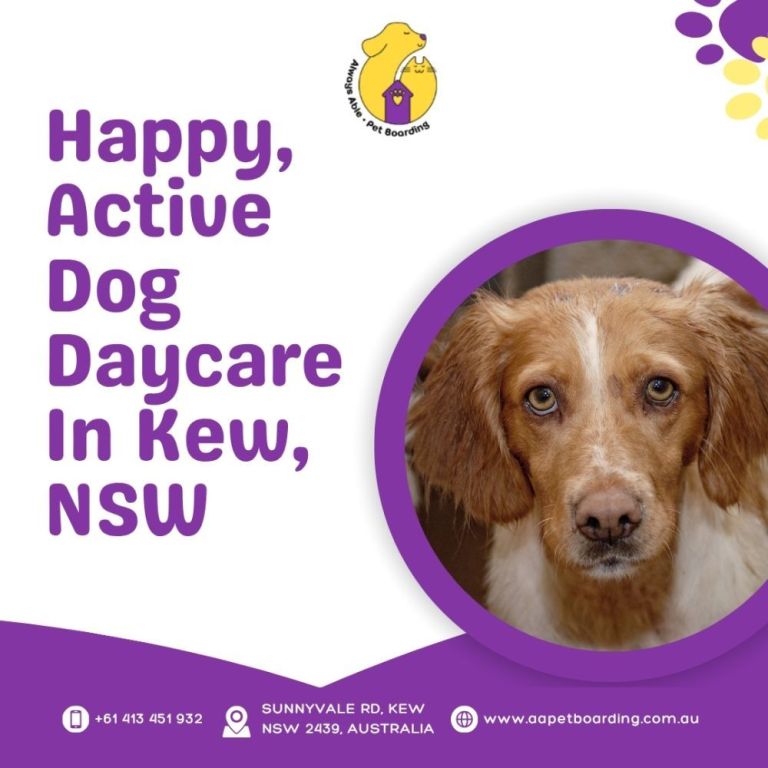 happy-active-dog-daycare-in-kew-nsw-big-0