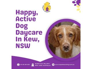 happy-active-dog-daycare-in-kew-nsw-small-0