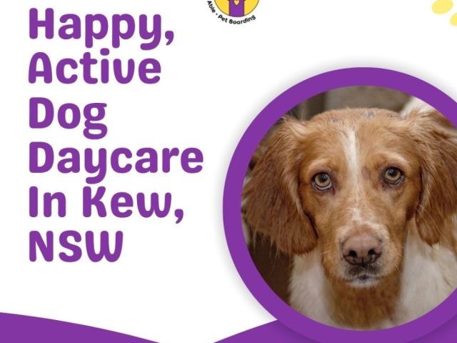 happy-active-dog-daycare-in-kew-nsw