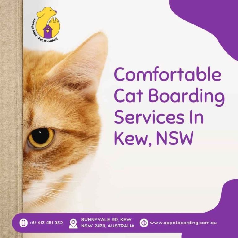 comfortable-cat-boarding-services-in-kew-nsw-big-0