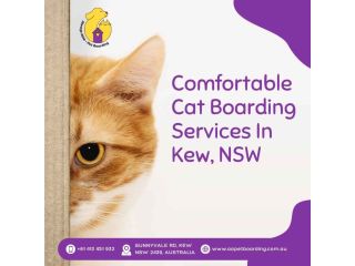 comfortable-cat-boarding-services-in-kew-nsw-small-0