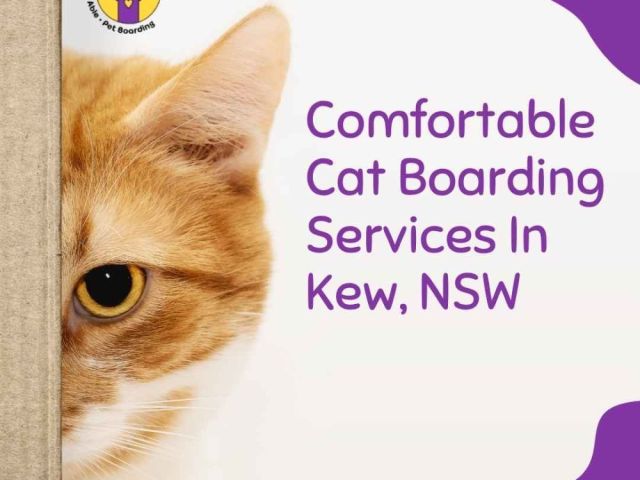 comfortable-cat-boarding-services-in-kew-nsw