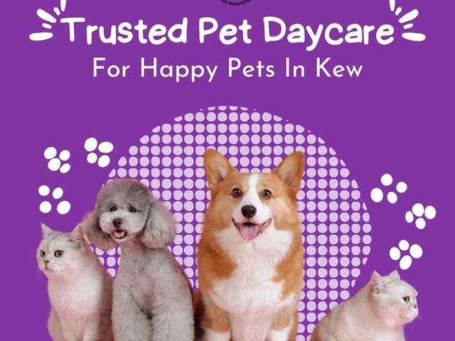 trusted-pet-daycare-for-happy-pets-in-kew