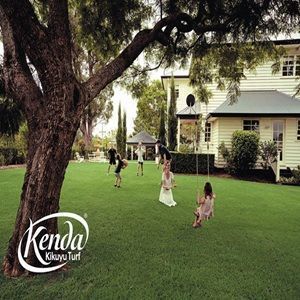 best-kenda-kikuyu-lawn-turf-grass-solution-big-0
