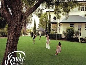 best-kenda-kikuyu-lawn-turf-grass-solution