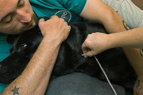 home-euthanasia-melbourne-big-0