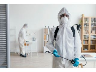 pest-control-pimpama-reliable-solutions-for-homes-businesses-small-0