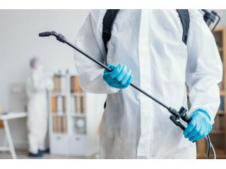 pest-control-oxenford-reliable-solutions-for-homes-businesses-small-0