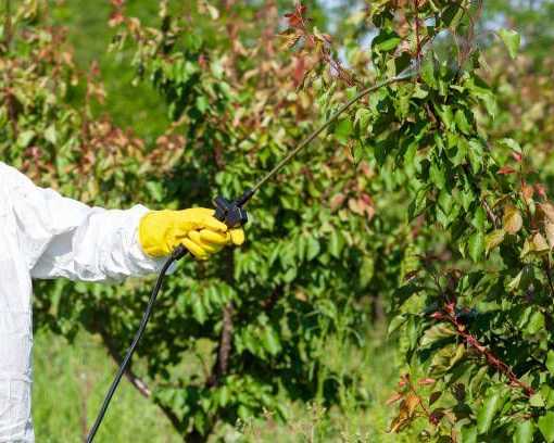 arboricultural-disease-control-specialists