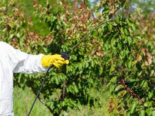 arboricultural-disease-control-specialists