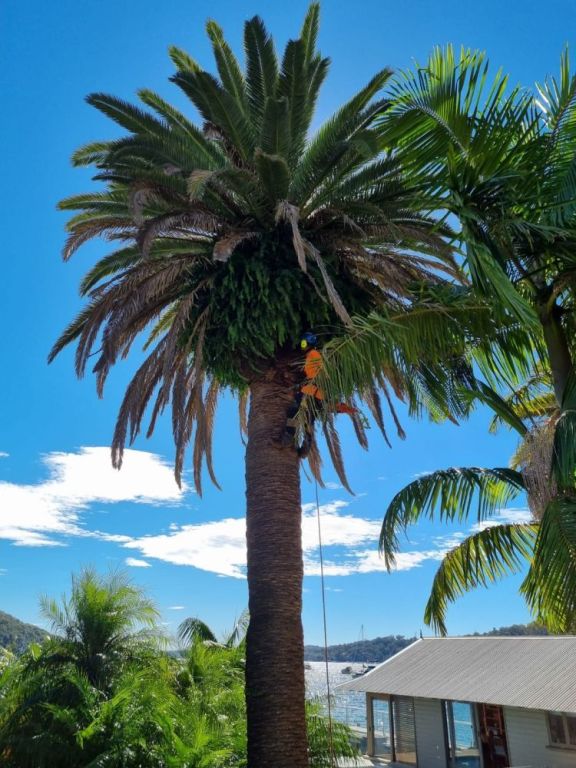 tree-removal-services-balgowlah-big-1