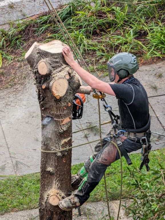 tree-removal-services-balgowlah-big-0