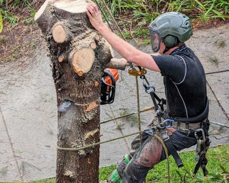 tree-removal-services-balgowlah