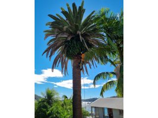 tree-removal-services-balgowlah-small-1