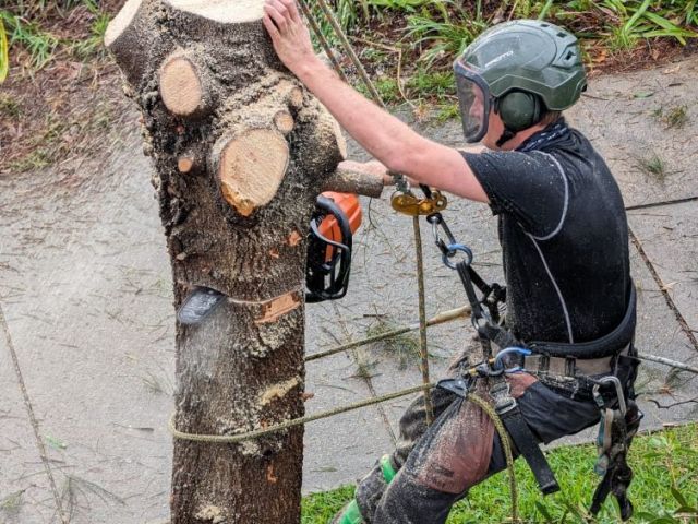 tree-removal-services-balgowlah