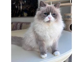 meet-rex-siberian-kitten-small-0