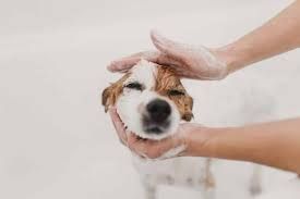 best-dog-wash-service-in-richmond-big-0