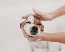 best-dog-wash-service-in-richmond