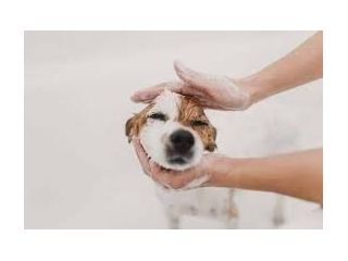 best-dog-wash-service-in-richmond-small-0
