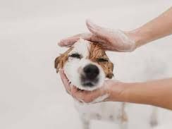 best-dog-wash-service-in-richmond