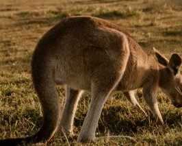 premium-hunter-valley-airport-transfer