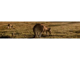 premium-hunter-valley-airport-transfer-small-0