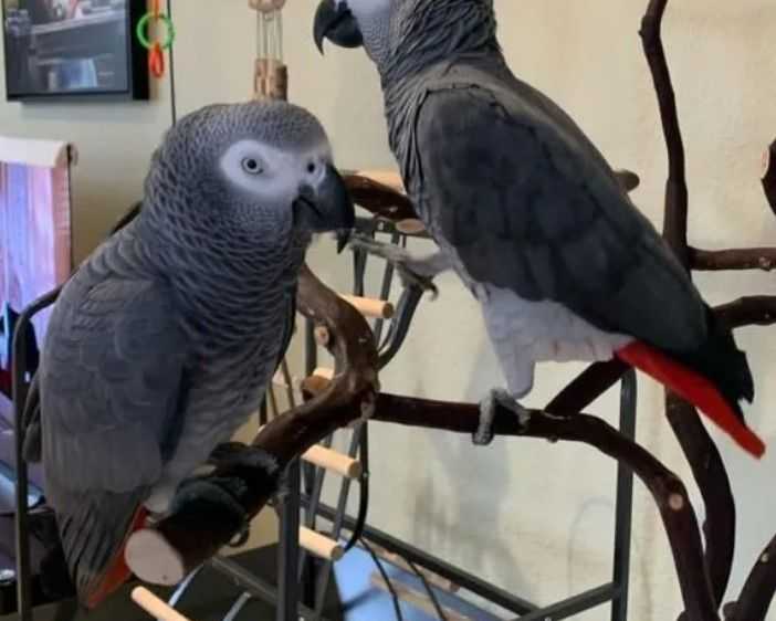 silver-male-skye-female