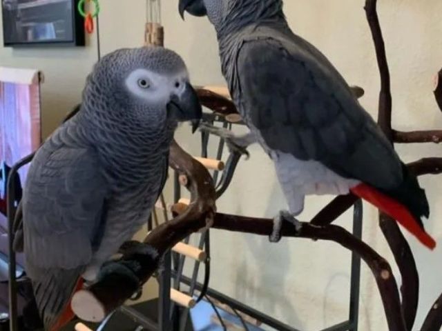 silver-male-skye-female