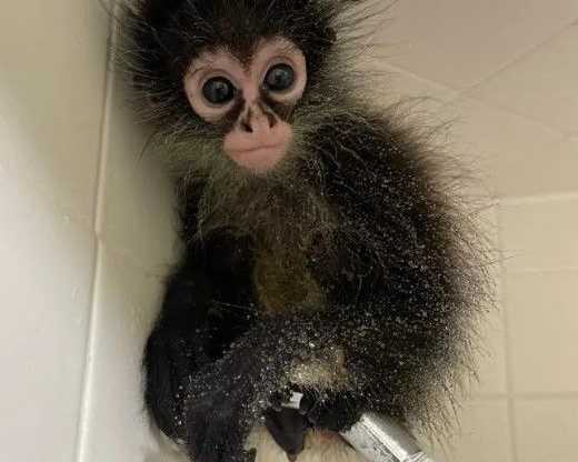 manga-playful-male-spider-monkey
