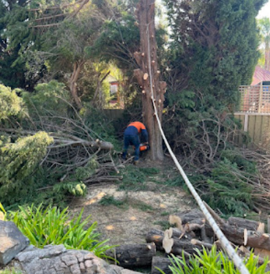 best-tree-pruning-service-in-sheidow-park-big-0