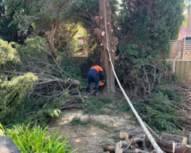 best-tree-pruning-service-in-sheidow-park